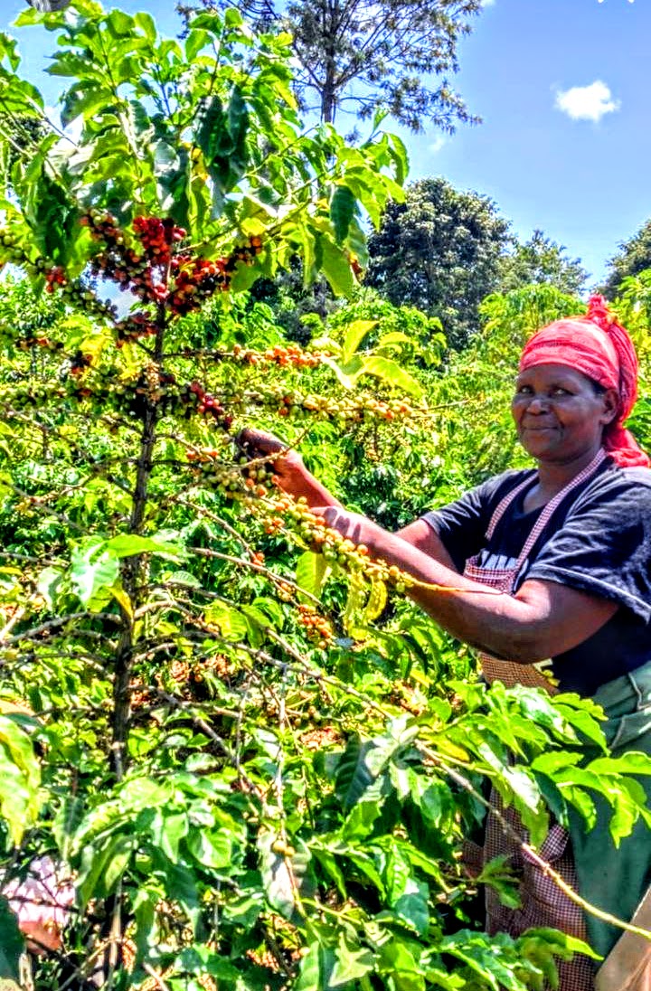 woman picking coffee cheries