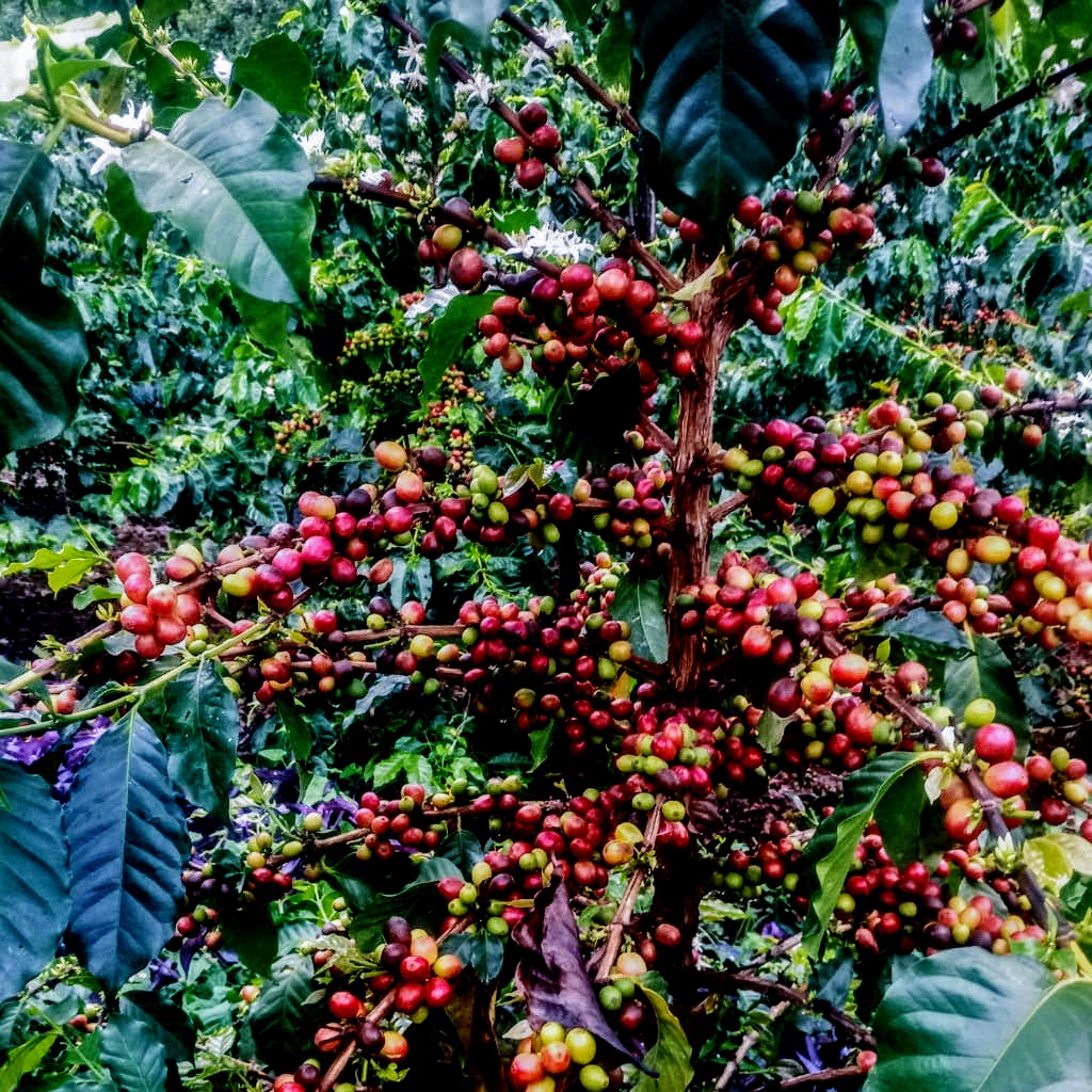 Coffee farm