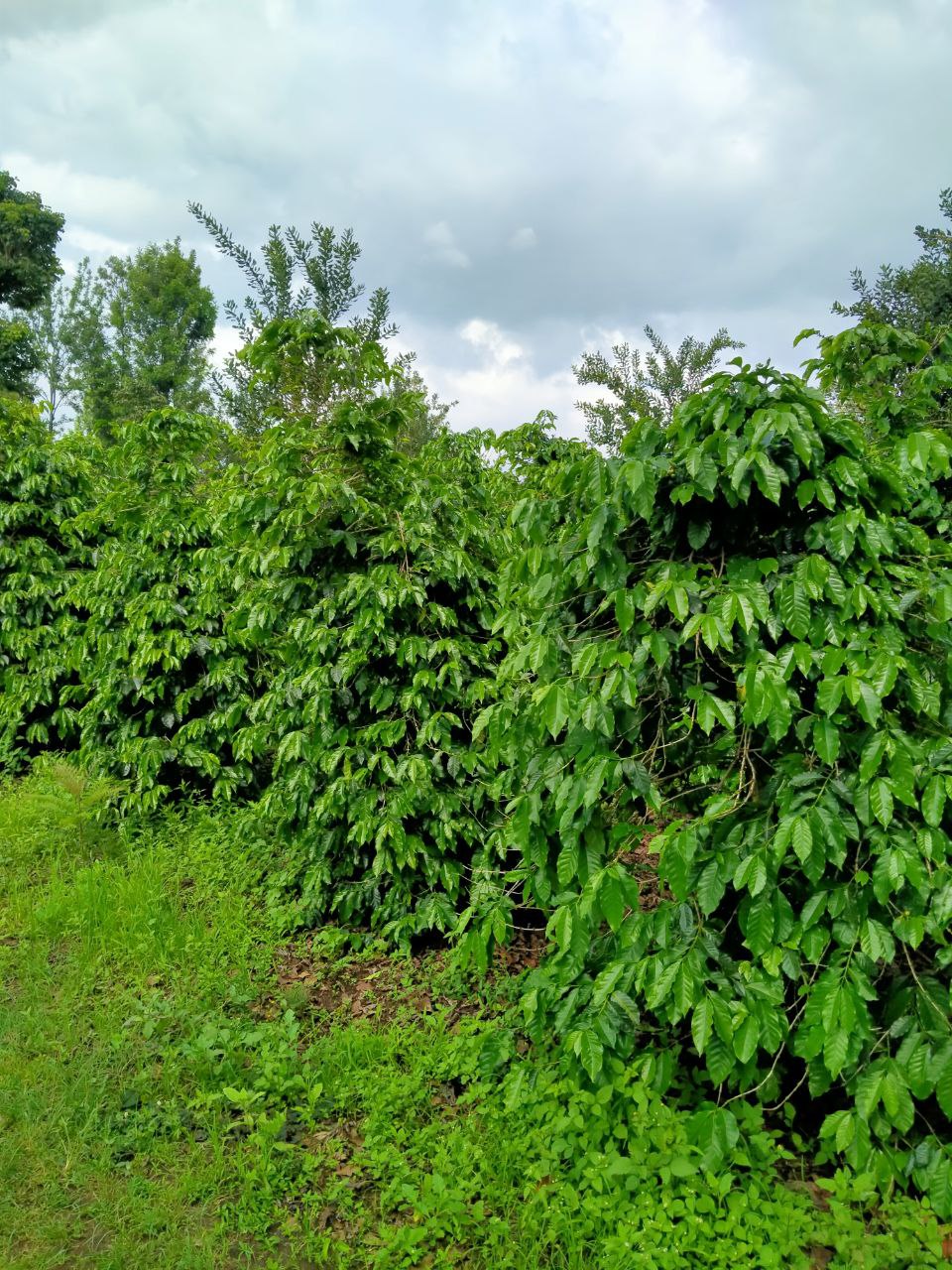 Coffee tree