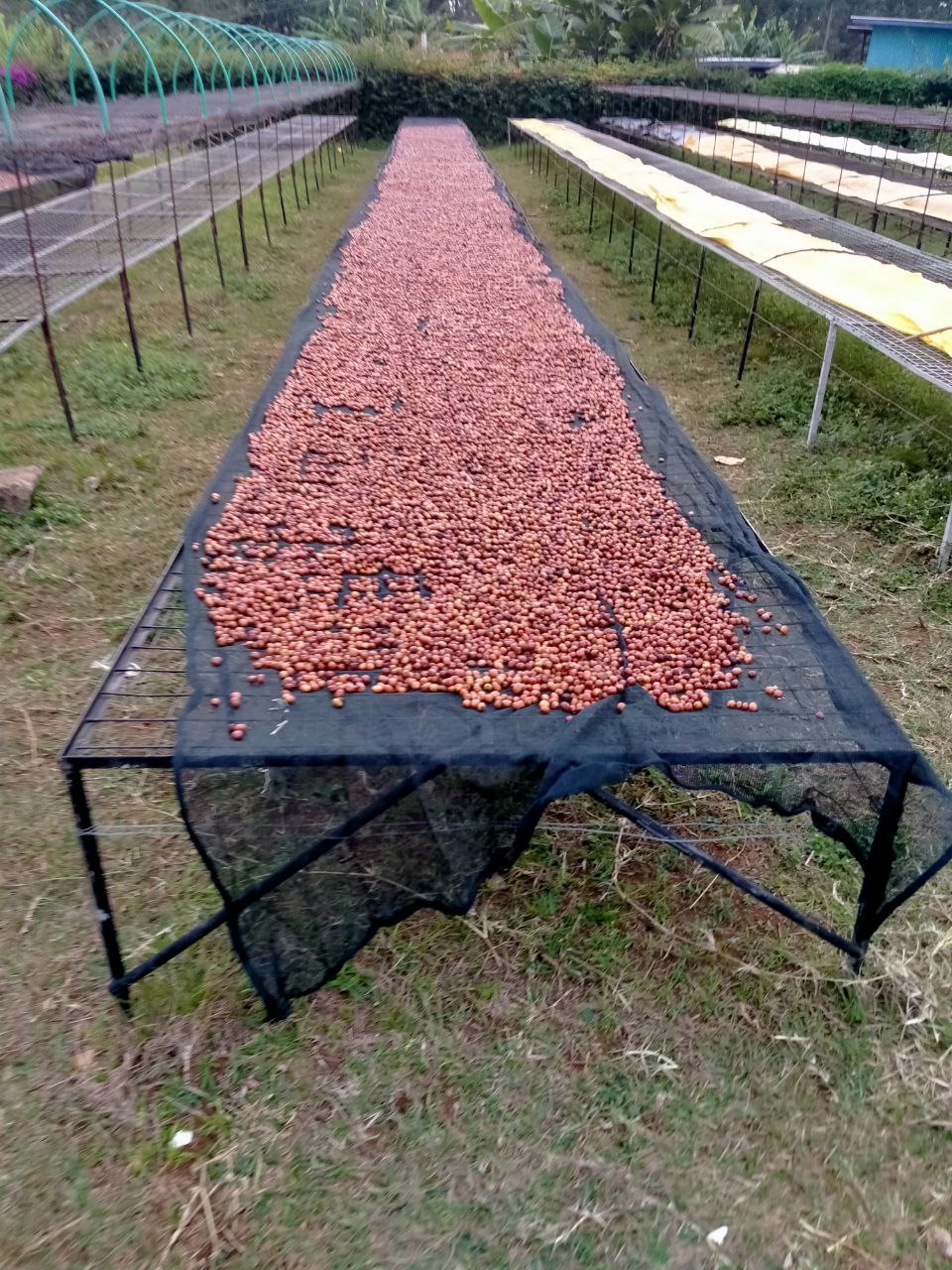 Drying bed