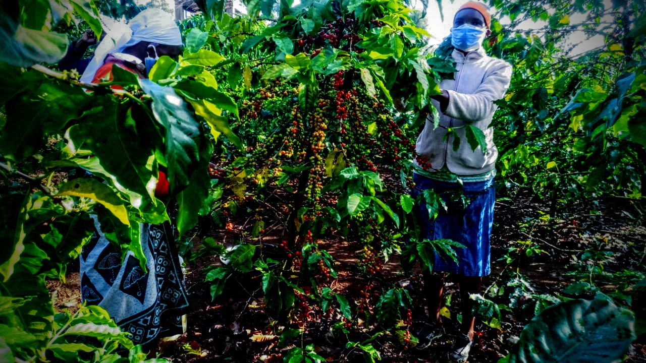 harvesting