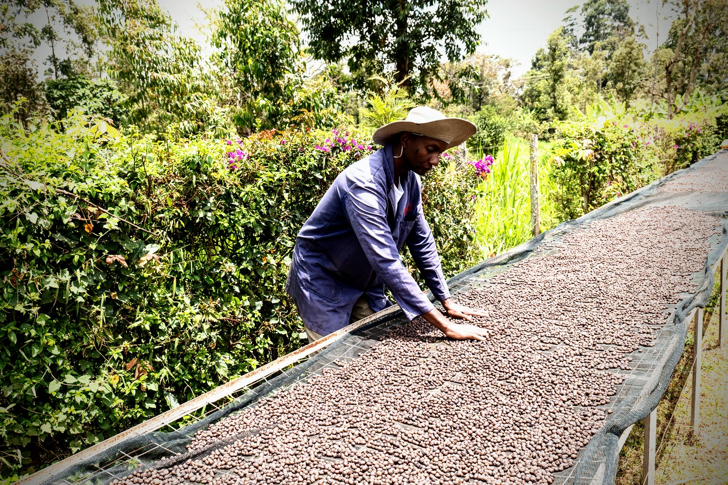 Mutai Drying coffee