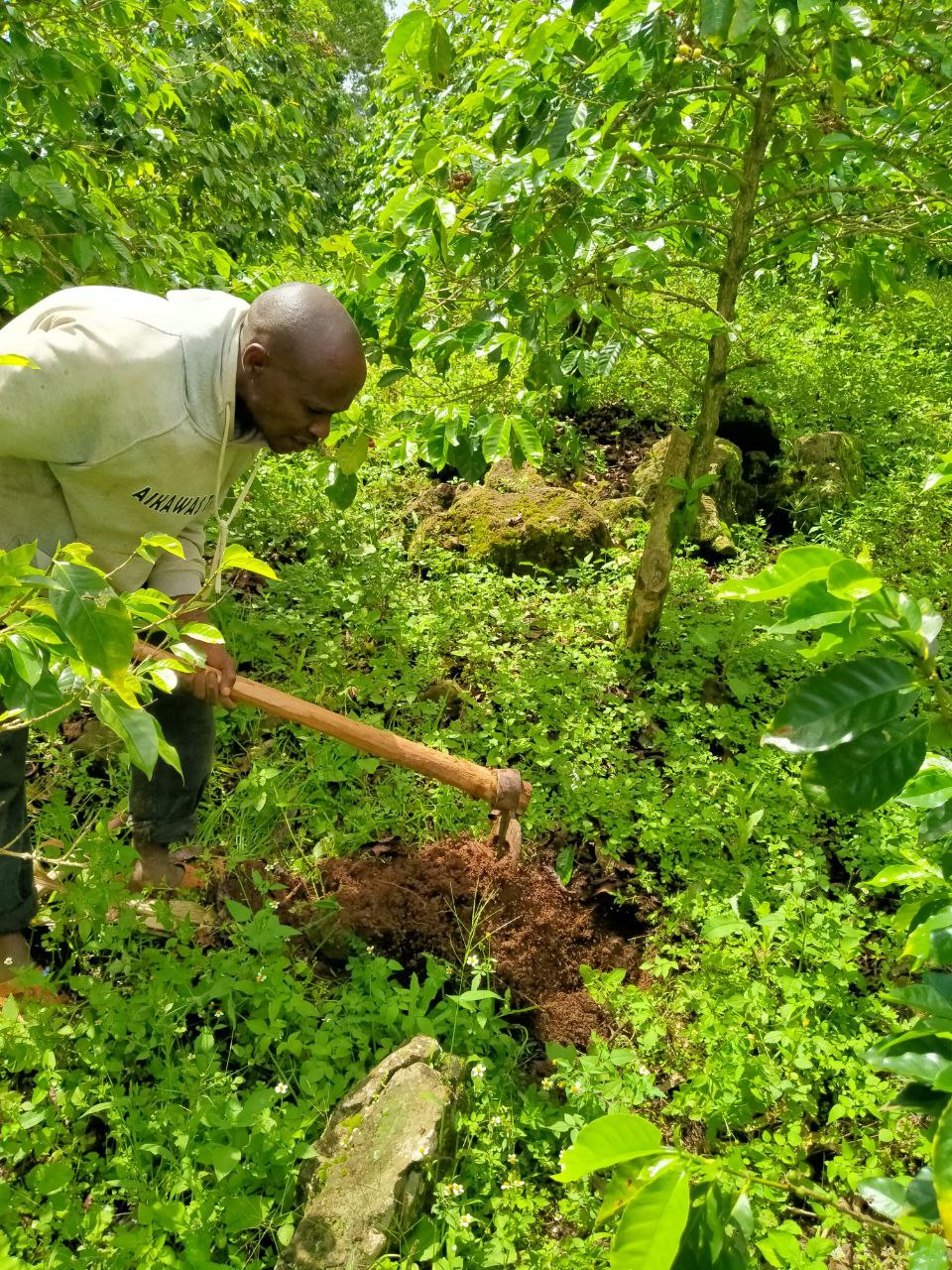 planting