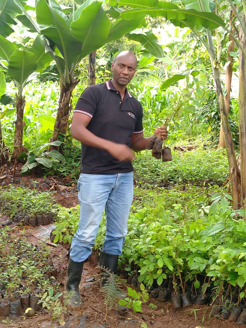 Transfer of seedlings