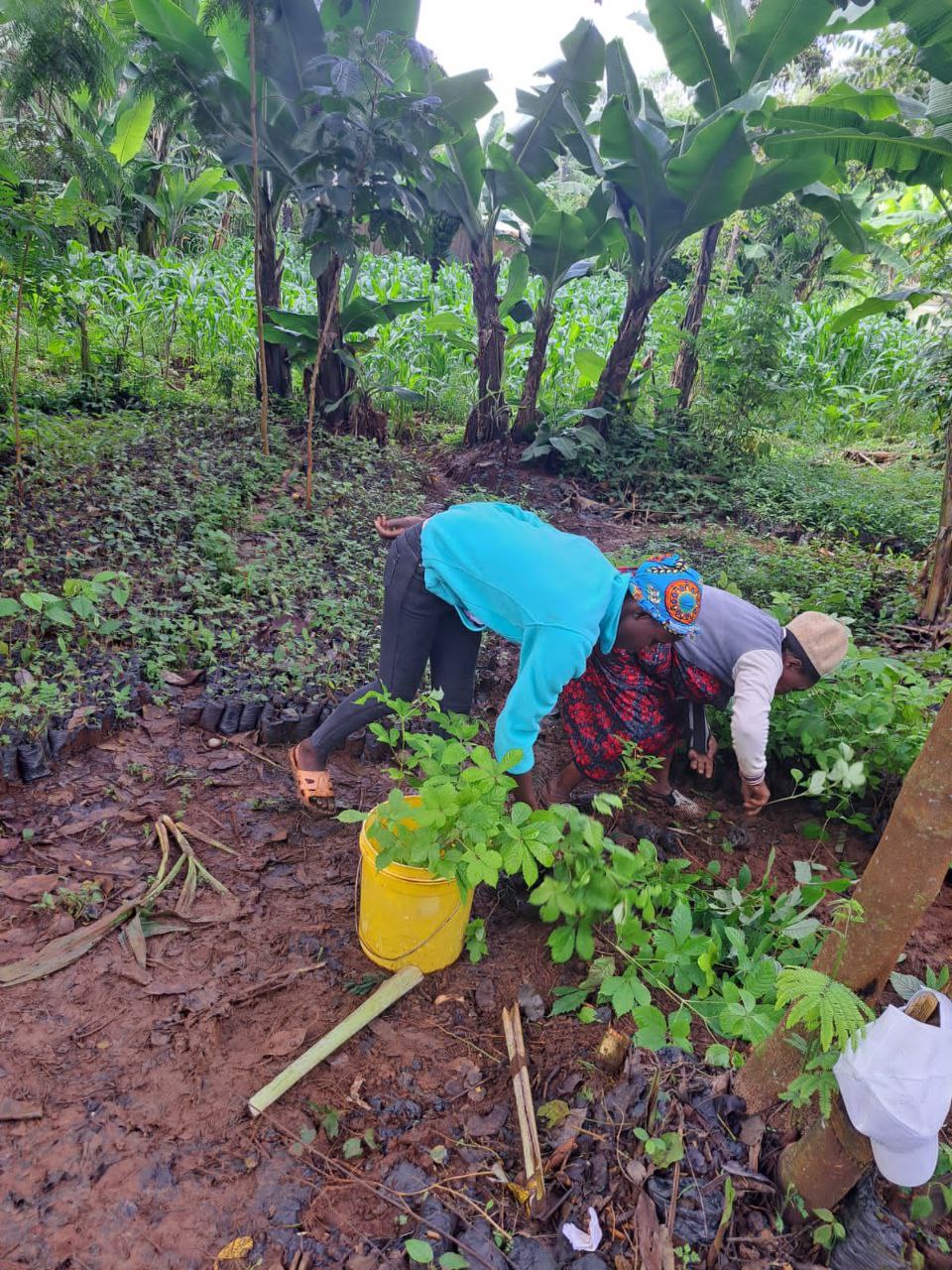 Seedlings sorting