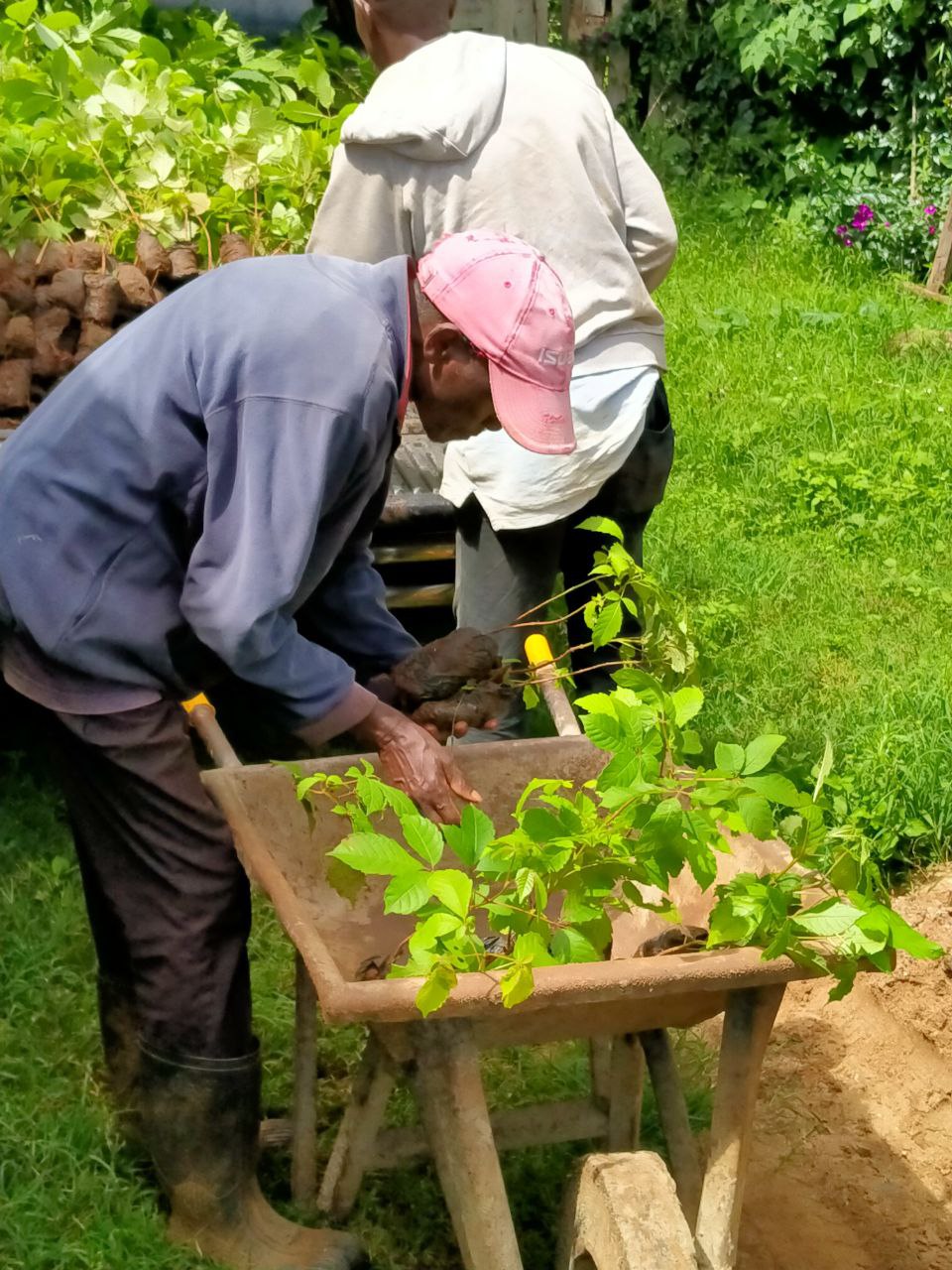 Seedlings on wheelburrow