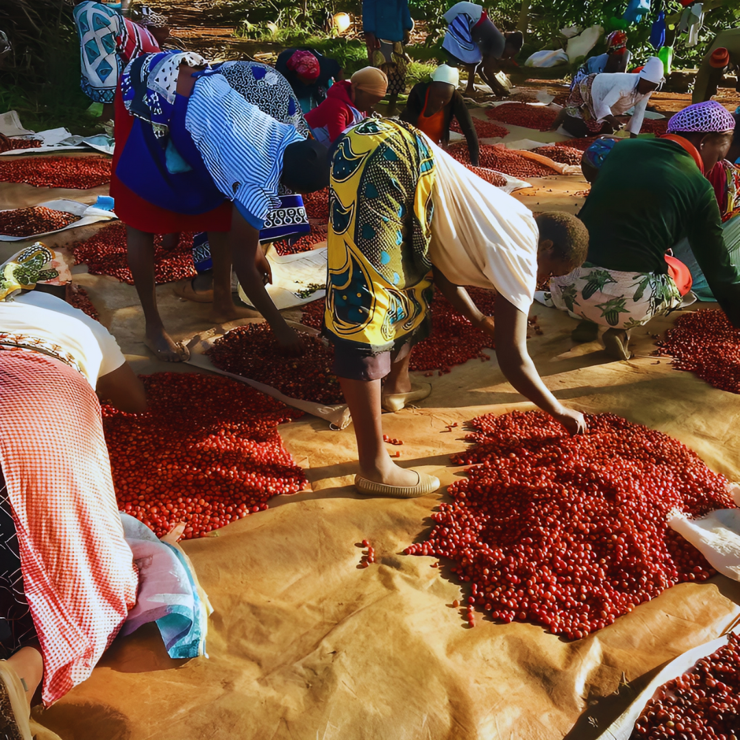 coffee cherries sorting